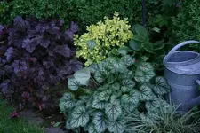 Heuchera2711.webp