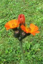 Wiesenblume 2.webp