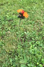 Wiesenblume 1.webp