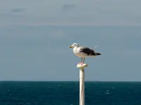 P1010291.webp