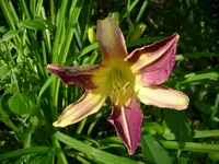 DSCI0628.webp