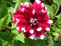 DSCI0631.webp