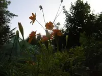 568955d1501962786t-unser-exotischer-garten-p1010613tagetes.webp