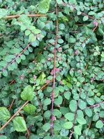 Bienenbusch nah.webp