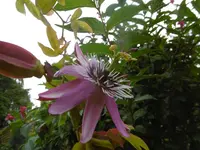 P1010745Passi Violacea.webp