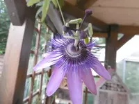 P1010741Lavender  Lady.webp
