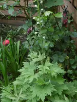 P1010746 Rittersporn.webp