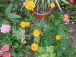 P1010743große Gewürztagetes.jpg