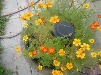 P1010742kleine Gewürztagetes.webp