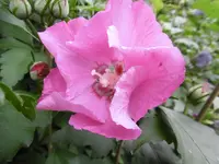 P1010739hibiskus.webp