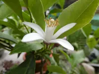 P1010737Zitronenblüte.webp