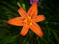DSCI0638.webp