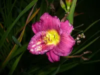 DSCI0640.webp