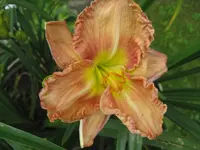 sämling_1024x768.webp