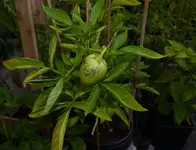Pepino.webp