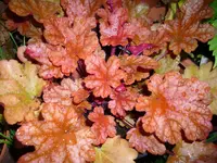 DSCI0635.webp