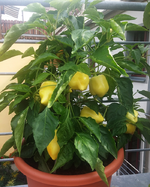 chili 2017 18.08.-feher01.jpg