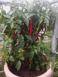 chili 2017 18.08.-cayenne-01.jpg