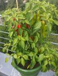 chili 2017 18.08-toscana01.jpg