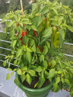 chili 2017 18.08-toscana01.webp
