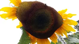 15030566897671968626321.webp