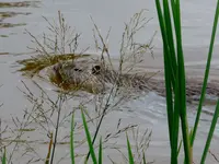 P1010486.webp