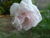 P1010502.webp