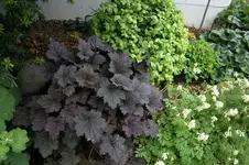 Heuchera1708.webp