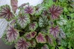 Heuchera0908a.jpg