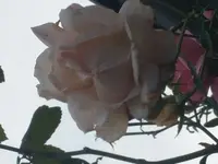 2017-08-18 19.12.09.jpg