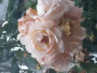 2017-08-18 19.12.15.jpg