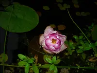 DSCI0641.webp