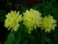 DSCI0643.webp