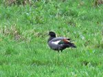 IMG_9715 Paradise Duck male v.jpg