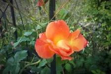 DSCF9849 (2).webp