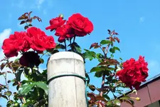 DSCF9864 (2).webp