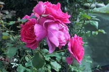 DSCF9863 (2).JPG