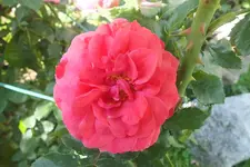 DSCF9855.JPG