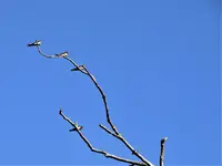 DSC01520.webp
