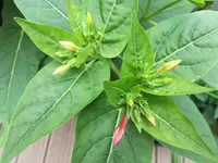 IMG_20170819_160745.webp