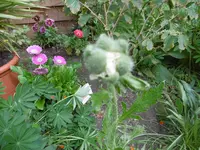P1010754mohnknospe.webp
