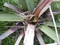 P1010748honigpalme.webp
