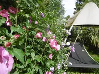 P1010750hibiskus.webp