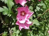 P1010751hibiskus rot.webp