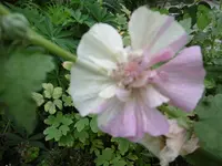 P1010747malve.webp