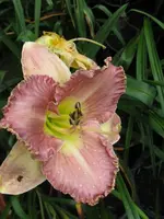 mildred mitchel_576x768.webp
