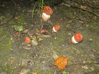 nest_1024x768.webp