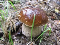 auch steine_1024x768.JPG