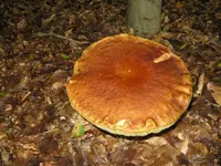 großer steini_1024x768.webp