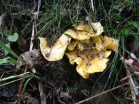 pfifferlinge_1024x768.webp